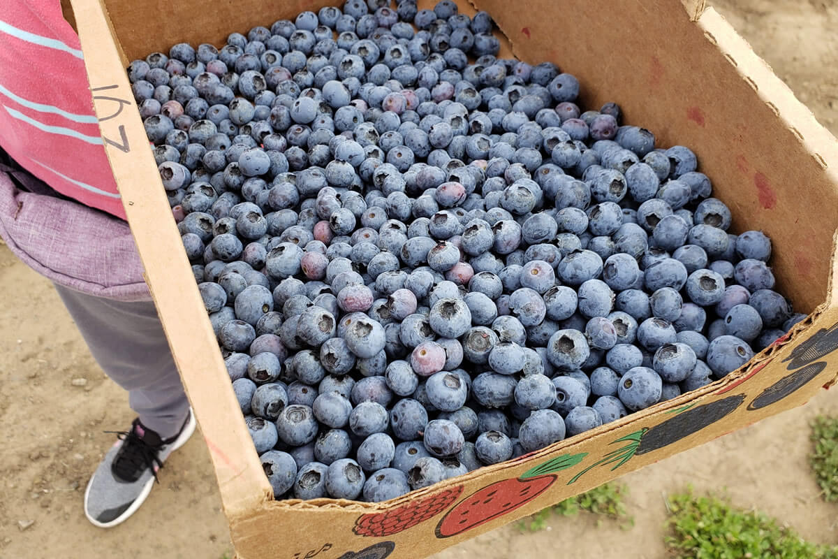 Dickinson-Blueberries-(1).jpeg