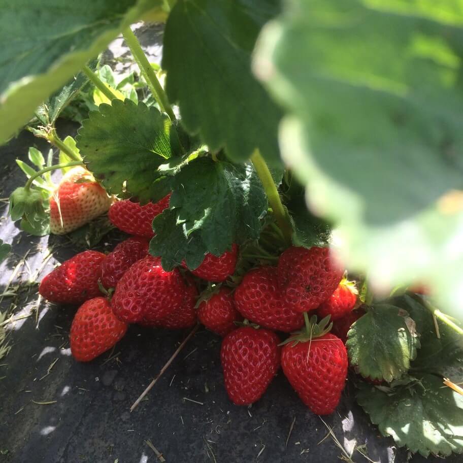Fairfield-Farm-Strawberries.jpeg