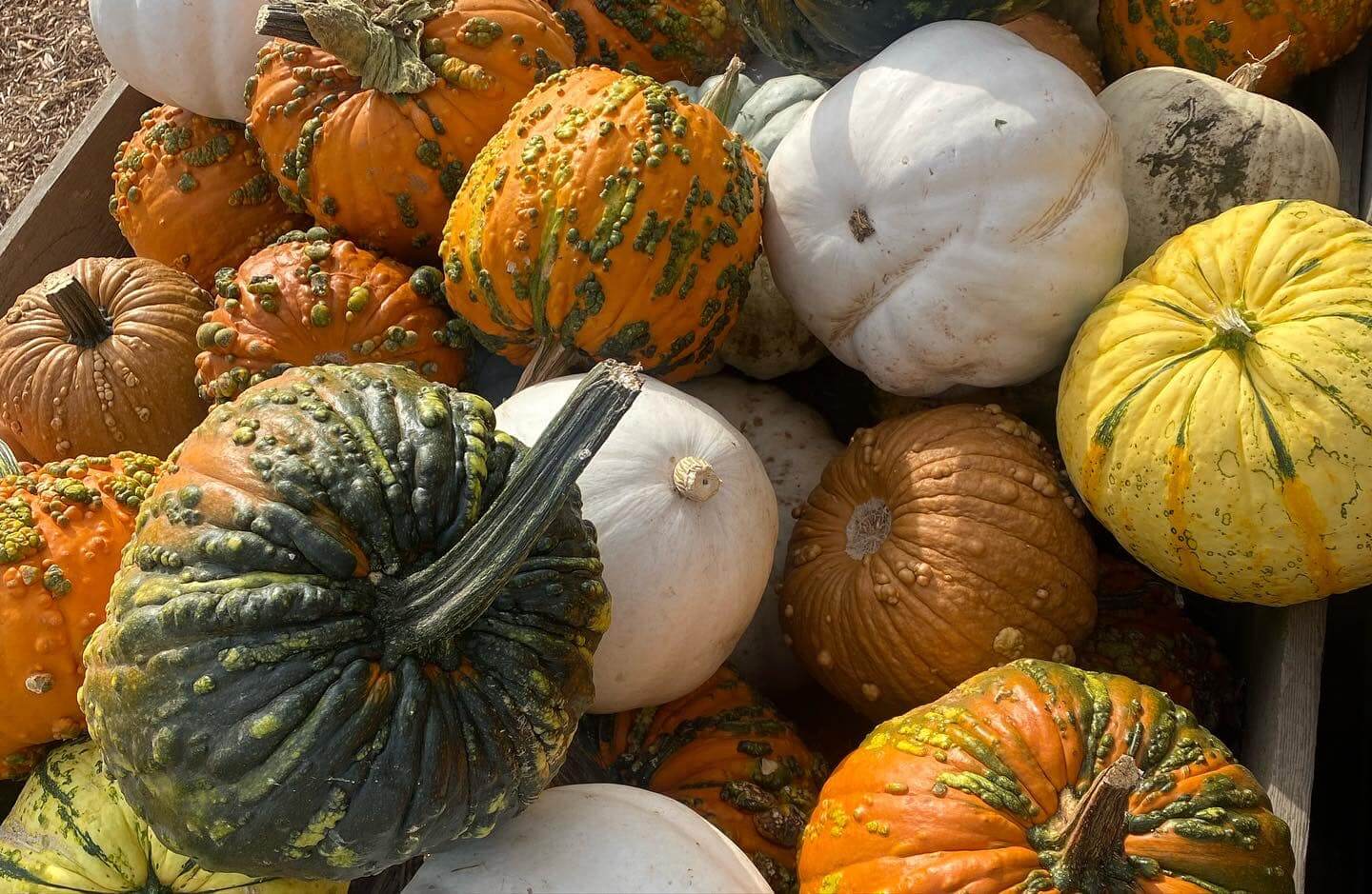 Yesteryear-pumpkins-(1)-1666559436.jpeg