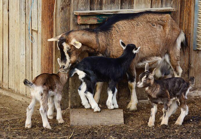 _Thistle-Ridge-goat-family.jpeg