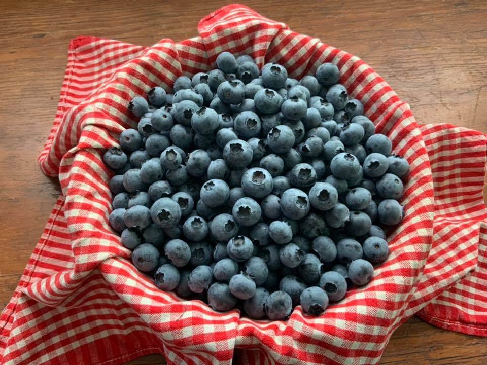 bonny-slope-blueberries.jpg