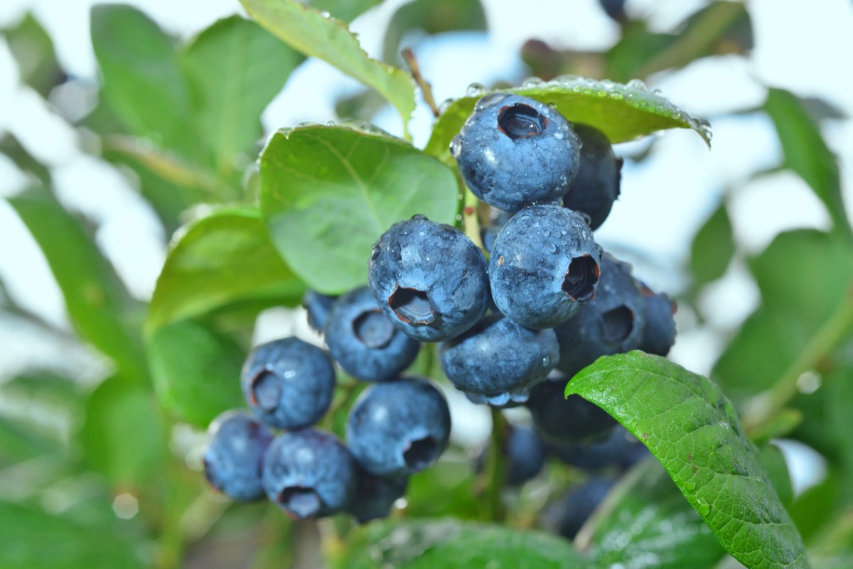 brownings-blueberry.jpg