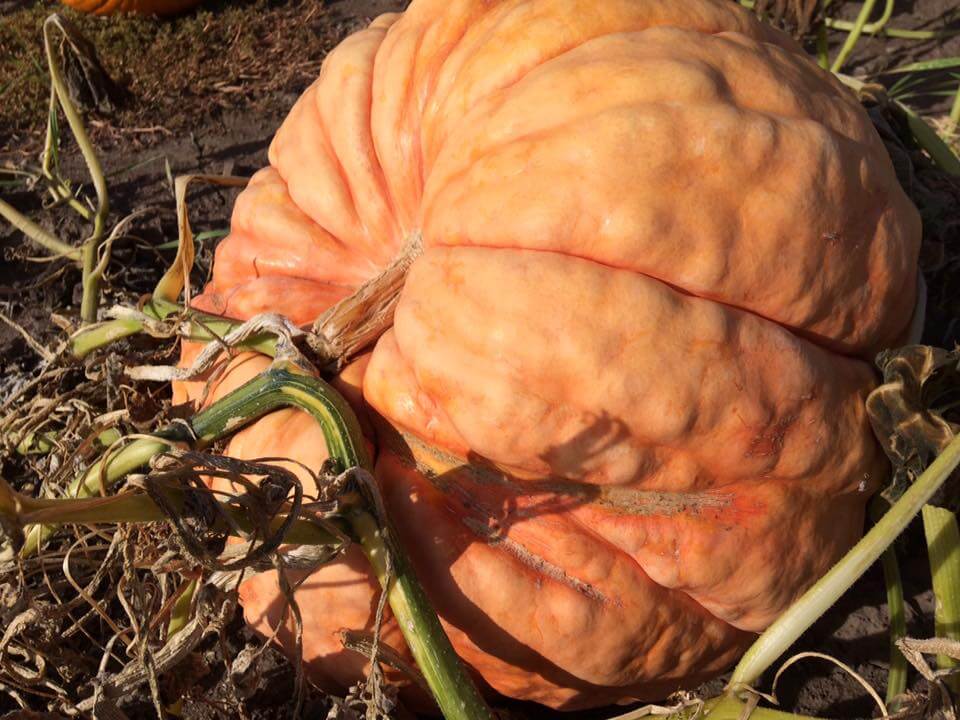 cornelius-family-pumpkin-patch-2.jpg