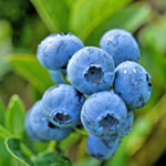 forsters-blueberry-farm.jpg