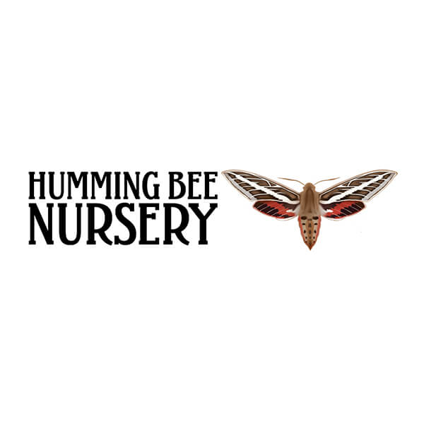 humming_bee_nursery-1717100645.jpg