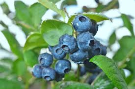 jensen-blueberries.jpg