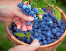 nelsons-blueberry-farm.jpg
