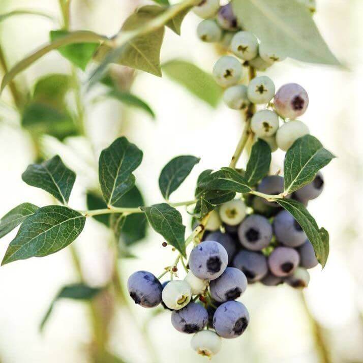 redland-blueberries.jpg