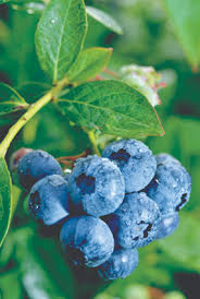 saras-blueberries.jpg