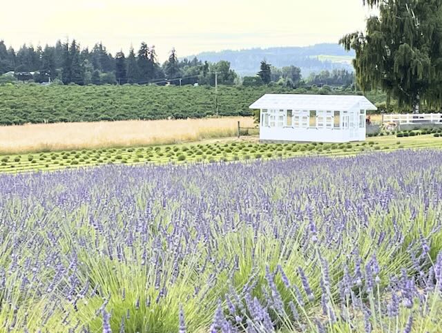 willamette_valley_lavender-1753826106.jpeg