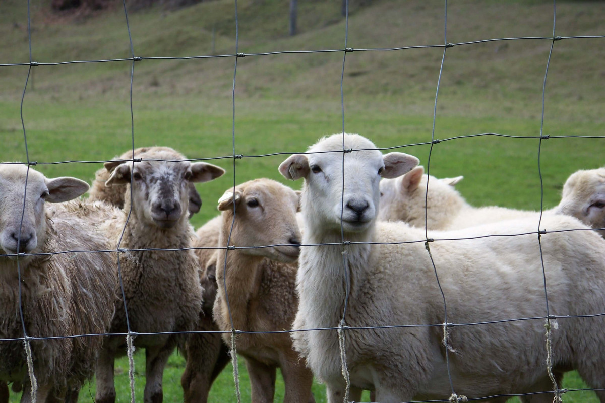 Ram-lambs---Neil-LeGare-3-09.jpeg