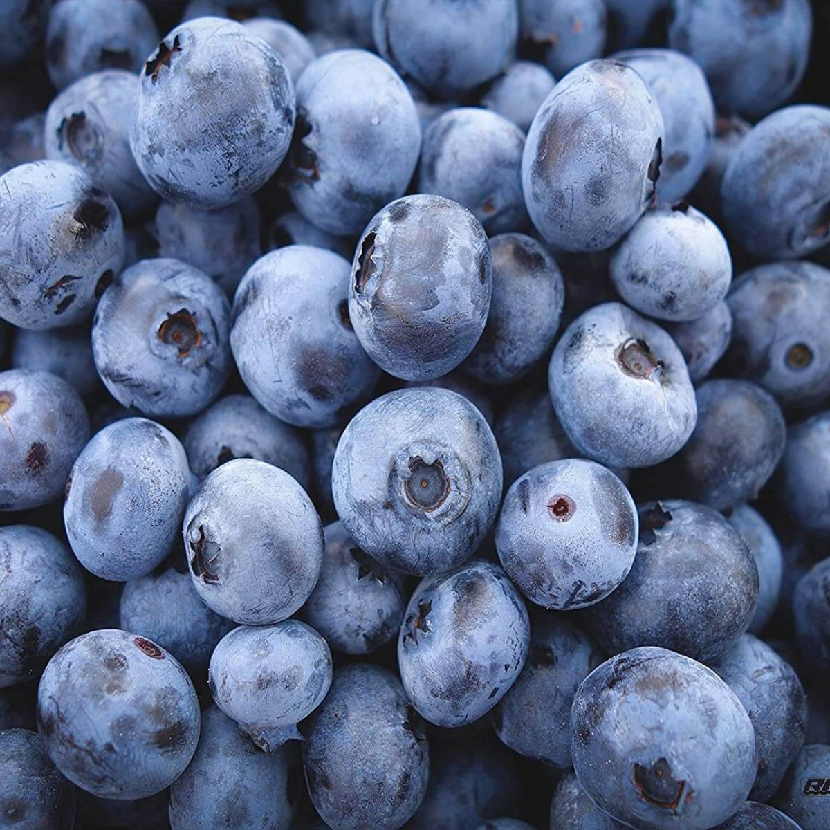 U-pick blueberries at Rowell Brothers Berry Farm