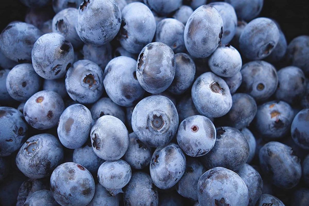 U-pick blueberries at Rowell Brothers Berry Farm