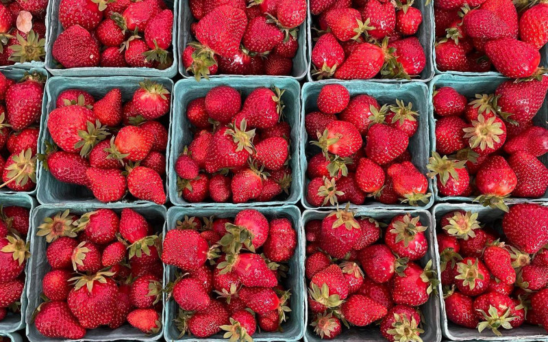 Photo: Strawberries at Koch Family Farm in St. Paul, Oregon